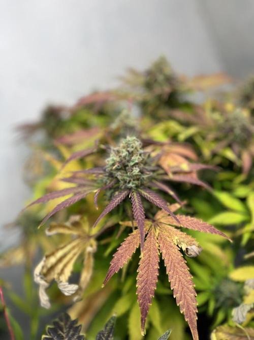 5 Autos 15L | Spider Farmer  SE3000. Week 10