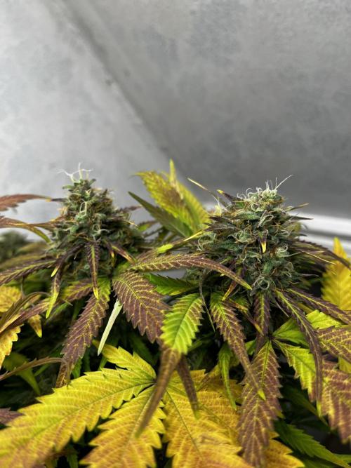 5 Autos 15L | Spider Farmer  SE3000. Week 10