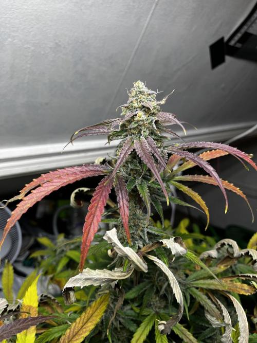 5 Autos 15L | Spider Farmer  SE3000. Week 10