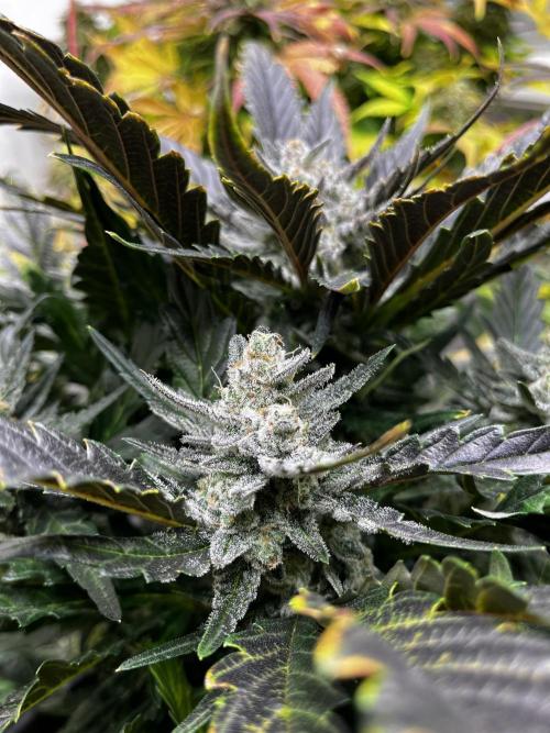 5 Autos 15L | Spider Farmer  SE3000. Week 10