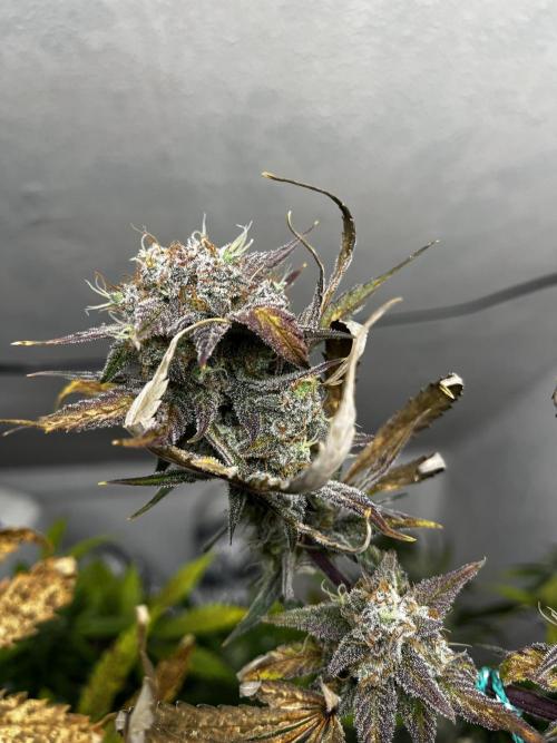 5 Autos 15L | Spider Farmer  SE3000. Week 10