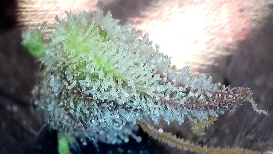 5 Autos 15L | Spider Farmer  SE3000. Week 10