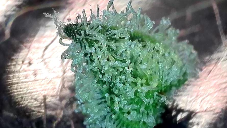 5 Autos 15L | Spider Farmer  SE3000. Week 10
