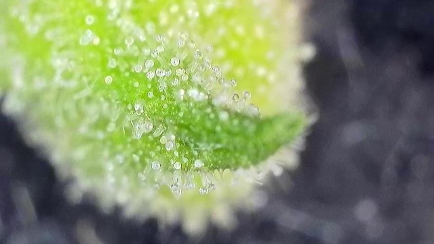 5 Autos 15L | Spider Farmer  SE3000. Week 10