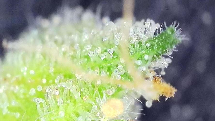 5 Autos 15L | Spider Farmer  SE3000. Week 10