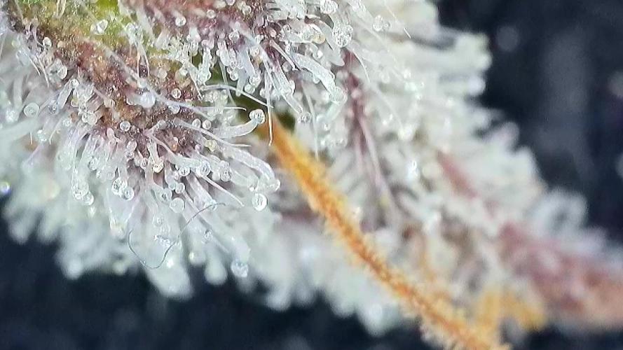 5 Autos 15L | Spider Farmer  SE3000. Week 10