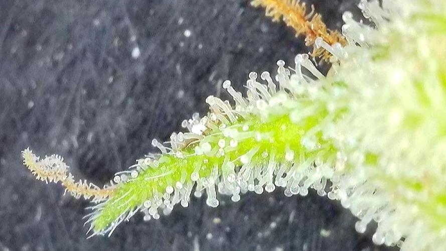 5 Autos 15L | Spider Farmer  SE3000. Week 10