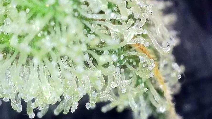 5 Autos 15L | Spider Farmer  SE3000. Week 10