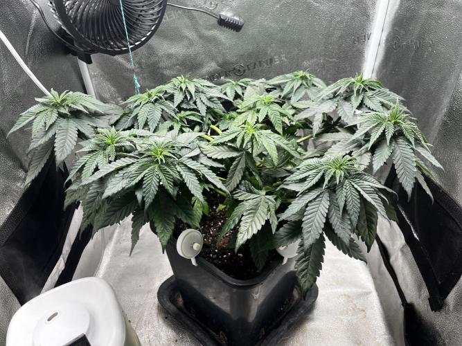 Laughing Buddha | SF1000D | solo run. Week 7