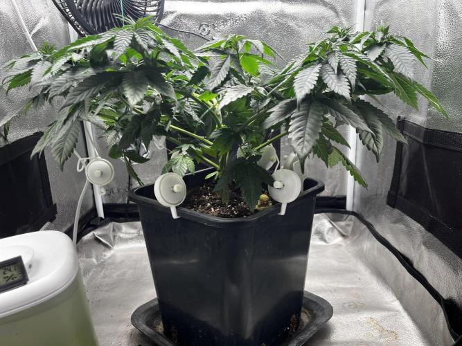 Laughing Buddha | SF1000D | solo run. Week 7