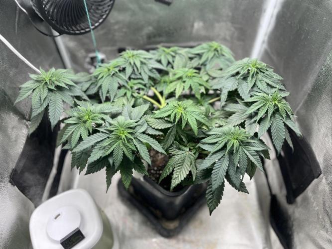 Laughing Buddha | SF1000D | solo run. Week 7