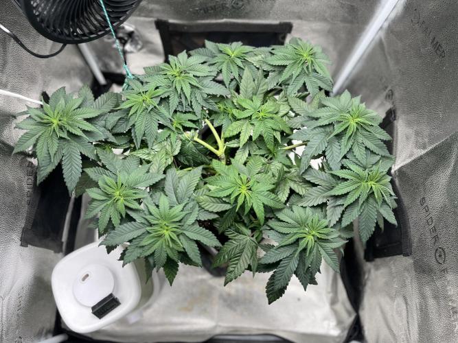 Laughing Buddha | SF1000D | solo run. Week 7