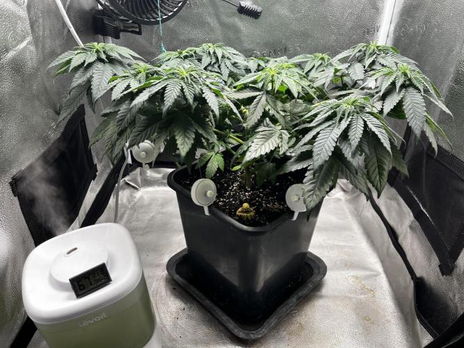 Laughing Buddha | SF1000D | solo run. Week 7
