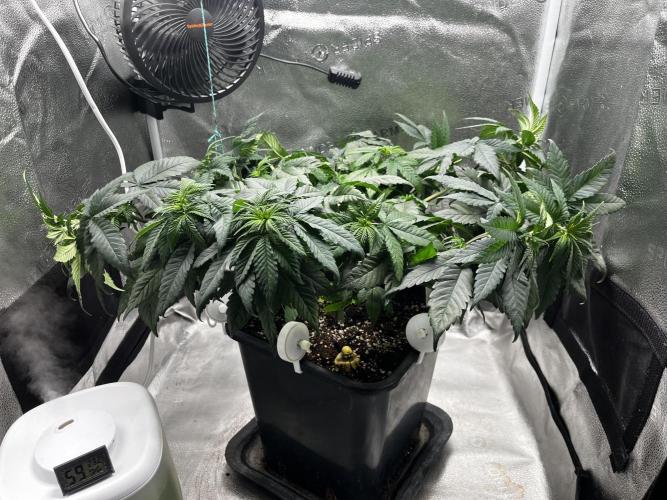 Laughing Buddha | SF1000D | solo run. Week 7