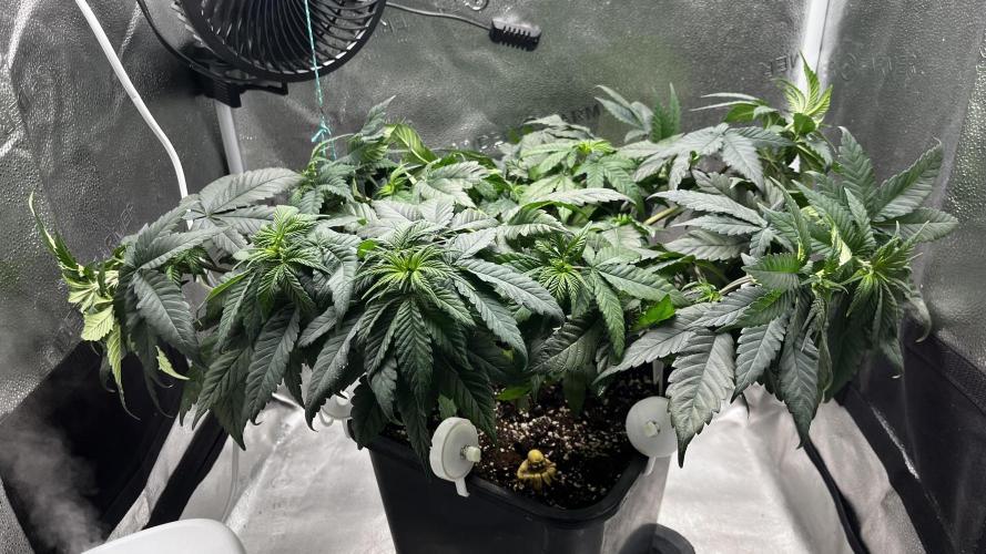 Laughing Buddha | SF1000D | solo run. Week 7