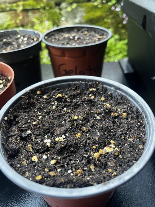 The Hobbit Hole Outdoor Grow 2026. Week 0