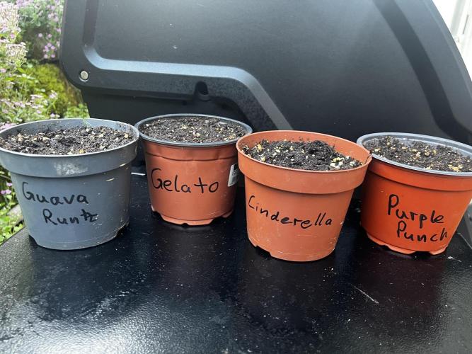 The Hobbit Hole Outdoor Grow 2026. Week 0
