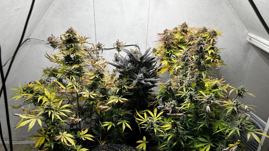 5 Autos 15L | Spider Farmer  SE3000. Week 11