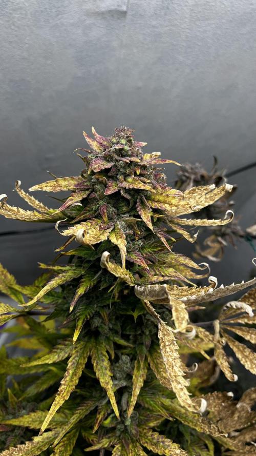 5 Autos 15L | Spider Farmer  SE3000. Week 11
