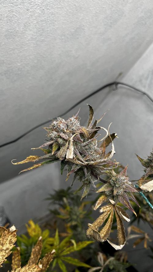 5 Autos 15L | Spider Farmer  SE3000. Week 11