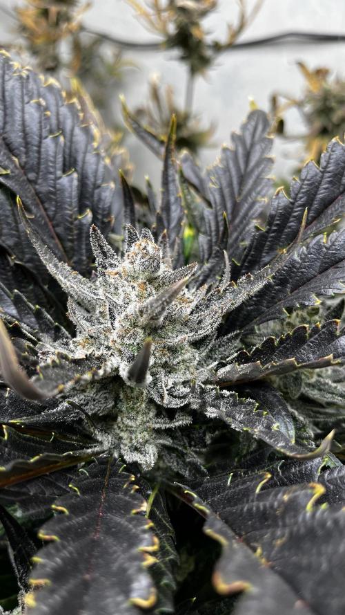 5 Autos 15L | Spider Farmer  SE3000. Week 11