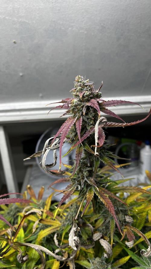 5 Autos 15L | Spider Farmer  SE3000. Week 11