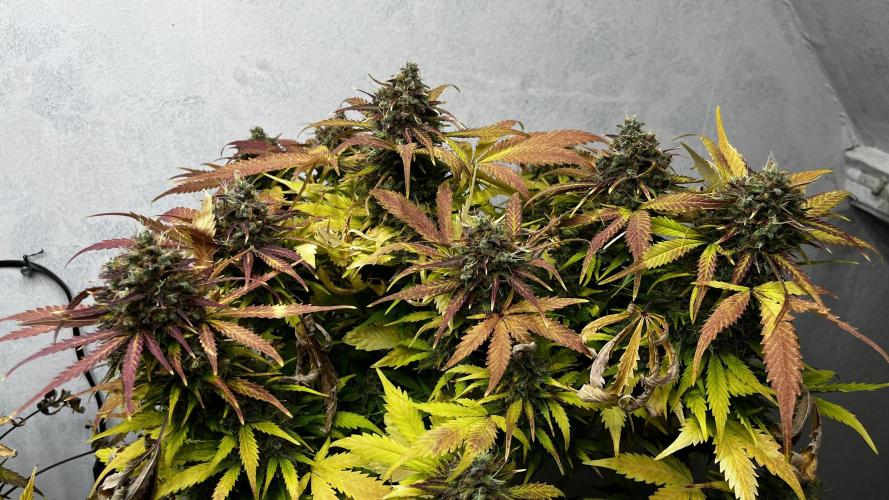 5 Autos 15L | Spider Farmer  SE3000. Week 11