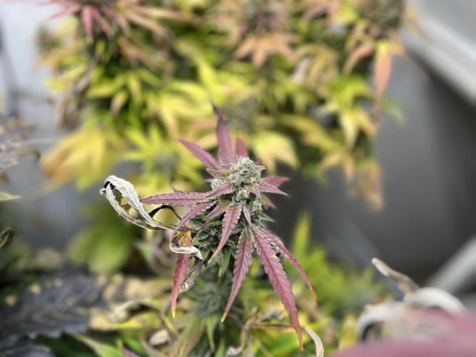 5 Autos 15L | Spider Farmer  SE3000. Week 11