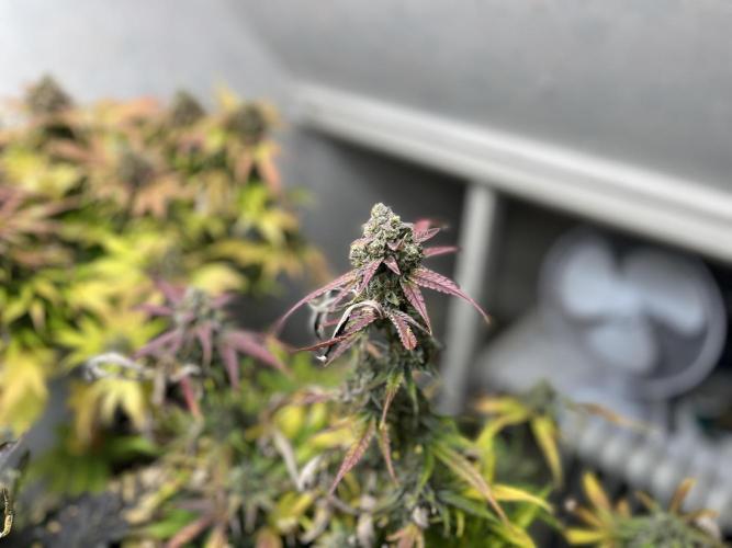 5 Autos 15L | Spider Farmer  SE3000. Week 11
