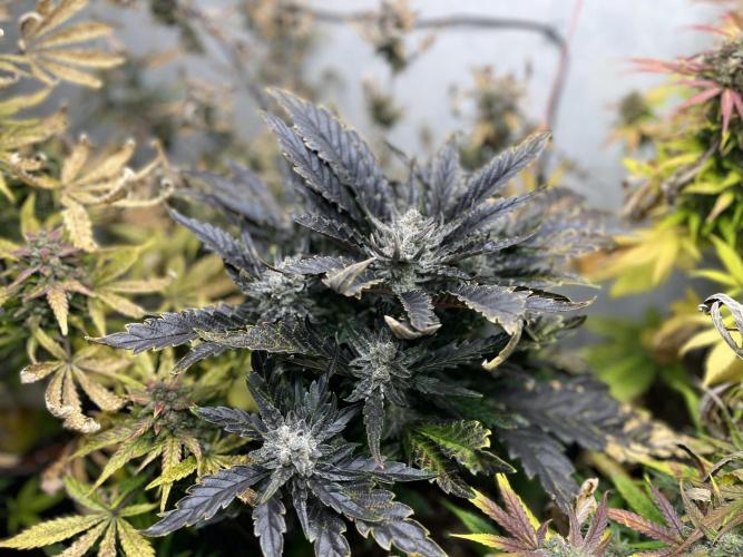 5 Autos 15L | Spider Farmer  SE3000. Week 11