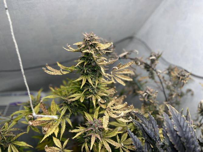 5 Autos 15L | Spider Farmer  SE3000. Week 11