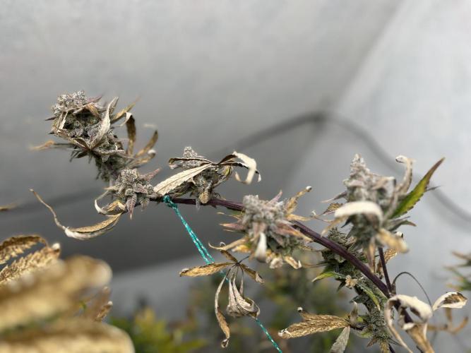 5 Autos 15L | Spider Farmer  SE3000. Week 11