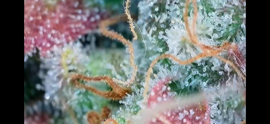 5 Autos 15L | Spider Farmer  SE3000. Week 11