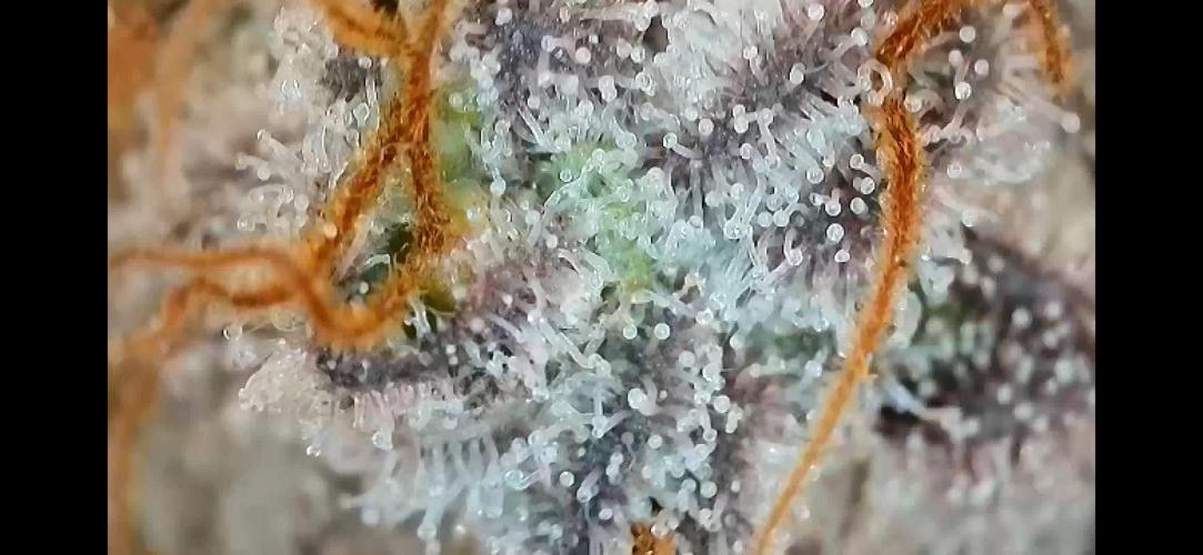 5 Autos 15L | Spider Farmer  SE3000. Week 11