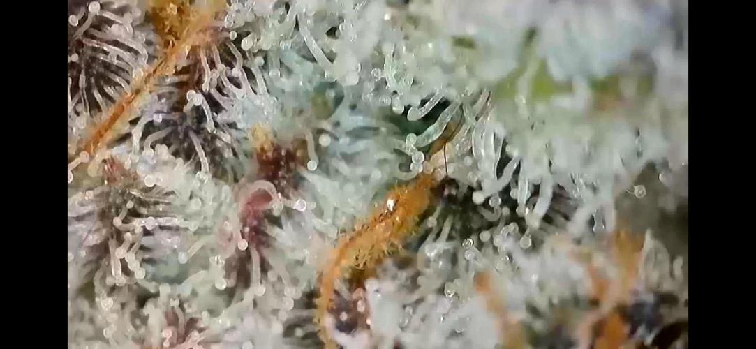 5 Autos 15L | Spider Farmer  SE3000. Week 11