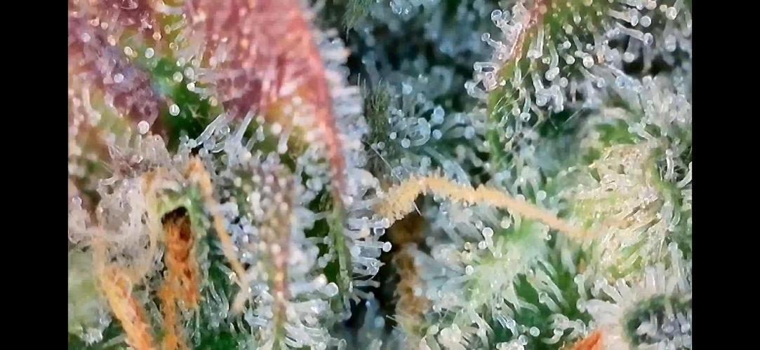 5 Autos 15L | Spider Farmer  SE3000. Week 11