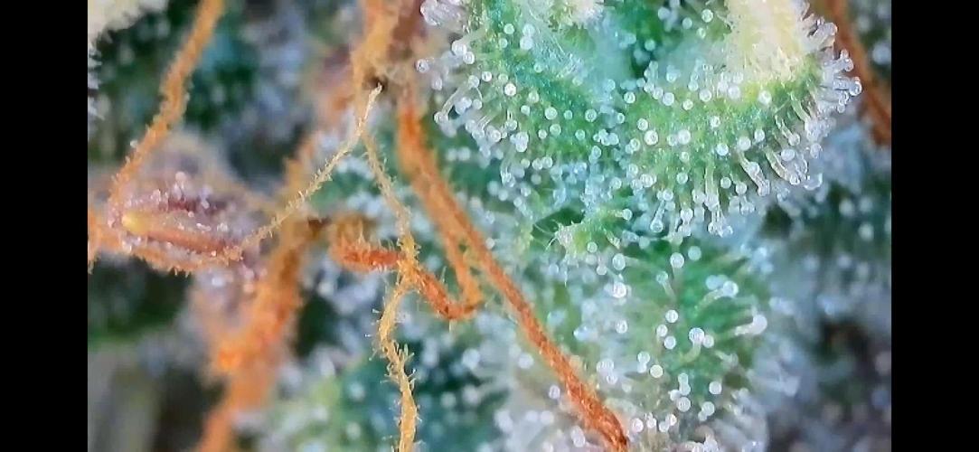 5 Autos 15L | Spider Farmer  SE3000. Week 11