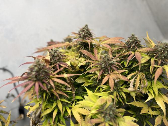 5 Autos 15L | Spider Farmer  SE3000. Week 11