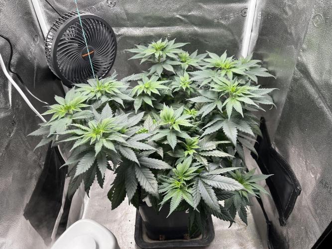 Laughing Buddha |SpiderFarmer| solo run. Week 8