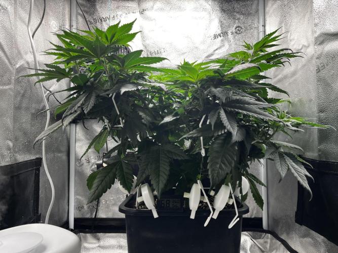 Laughing Buddha |SpiderFarmer| solo run. Week 8