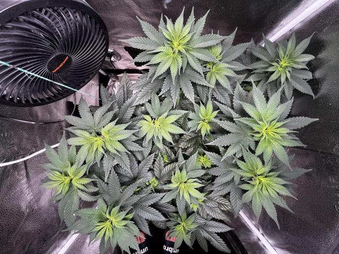Laughing Buddha |SpiderFarmer| solo run. Week 8