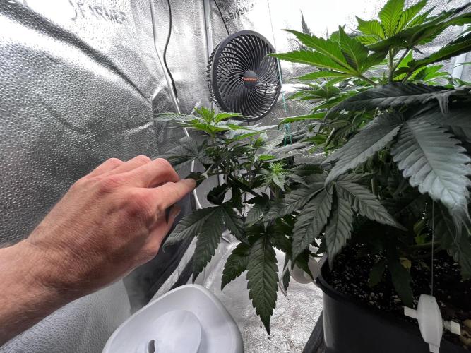 Laughing Buddha |SpiderFarmer| solo run. Week 8