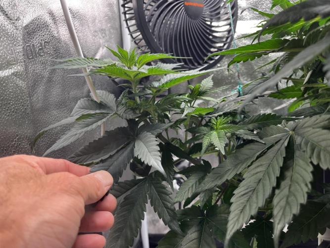 Laughing Buddha |SpiderFarmer| solo run. Week 8