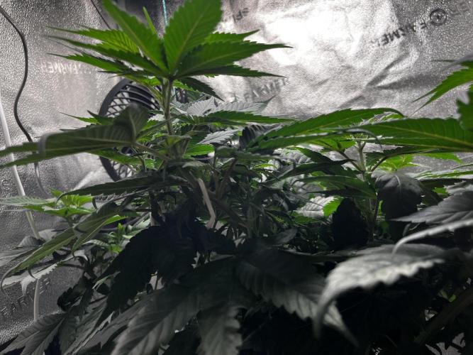 Laughing Buddha |SpiderFarmer| solo run. Week 8