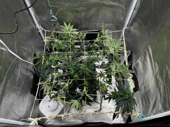 Laughing Buddha |SpiderFarmer| solo run. Week 8