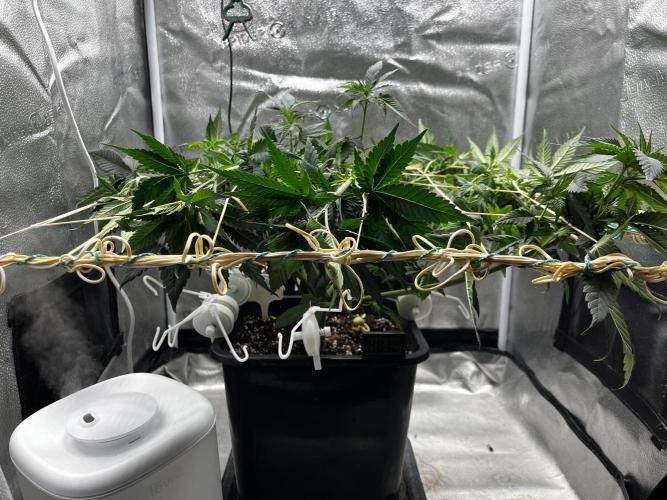 Laughing Buddha |SpiderFarmer| solo run. Week 8