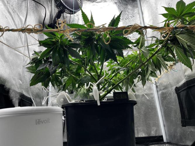 Laughing Buddha |SpiderFarmer| solo run. Week 8