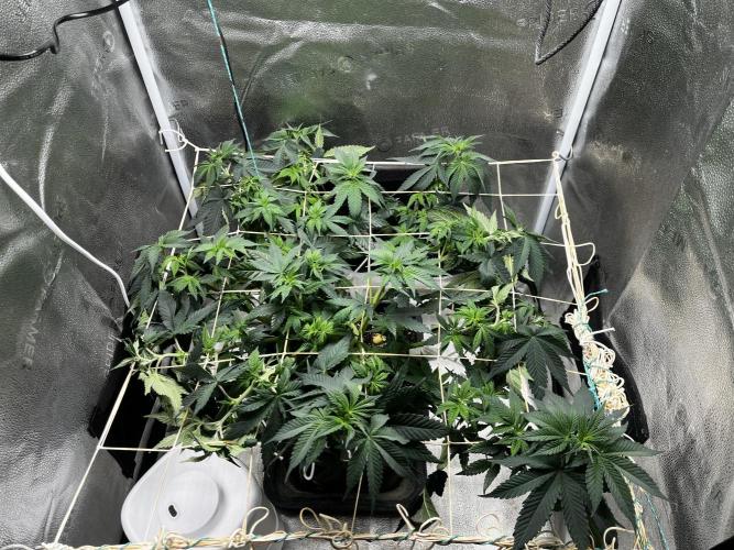Laughing Buddha |SpiderFarmer| solo run. Week 8