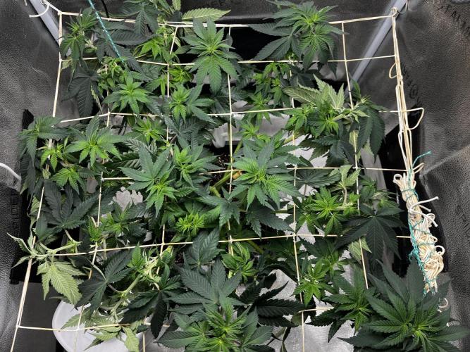 Laughing Buddha |SpiderFarmer| solo run. Week 8