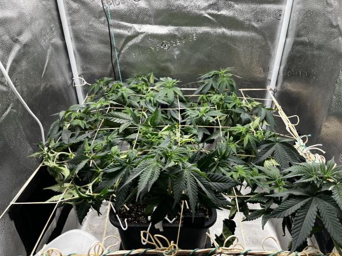 Laughing Buddha |SpiderFarmer| solo run. Week 8